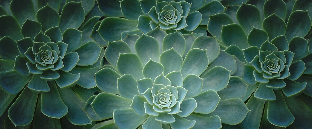 Indoor Gardening: Care of Cactus and Succulents